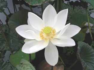 Ihre Wurzeln ruhen im schlammigen Boden, Blätter und Blüten schwimmen auf dem Wasser, das sie nur benetzen, nicht jedoch auf ihr haften kann. Dies macht den Lotus zum Symbol der Reinheit.
